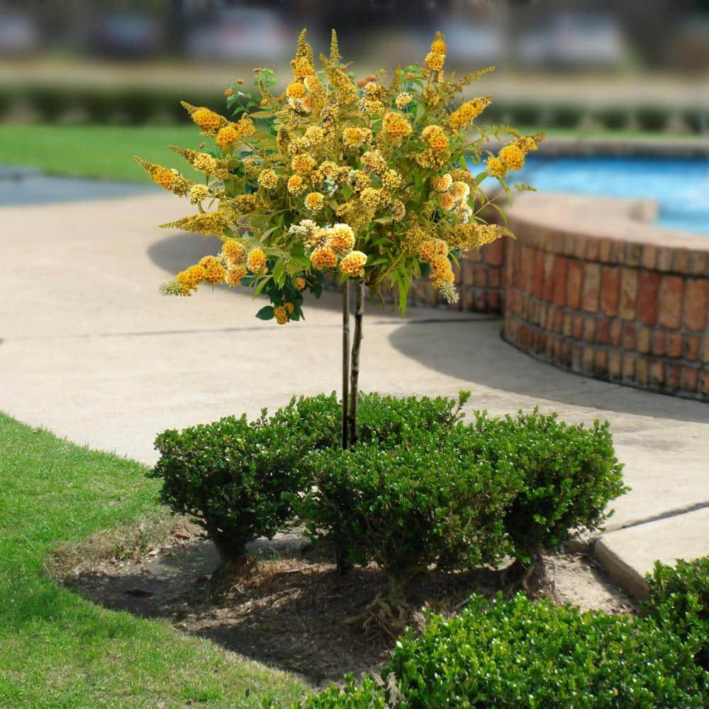 2.5 Quart Yellow Buddleia Honeycomb Flowering Shrub