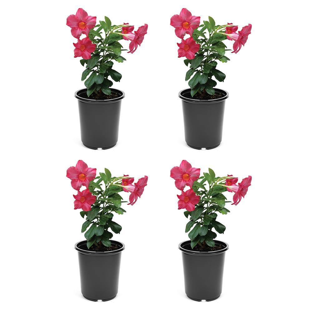 Annual Mandevilla Pink 2.5 qt. (4-Pack) 2210 - The Home Depot