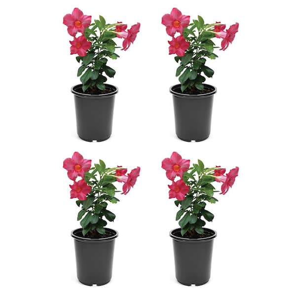 Unbranded Annual Mandevilla Pink 2.5 qt. (4-Pack)