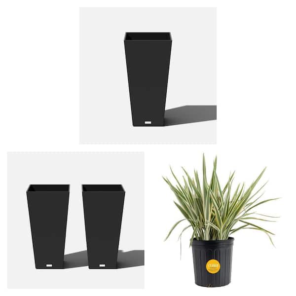 Midland 15.25 in. Black Planter, Flax Lily, 2-Pack Planters