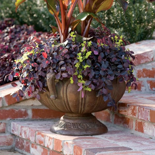 1.5 Gal. Purple Pixie Dwarf Weeping Loropetalum, Groundcover Evergreen Shrub with Purple Foliage, Pink Blooms