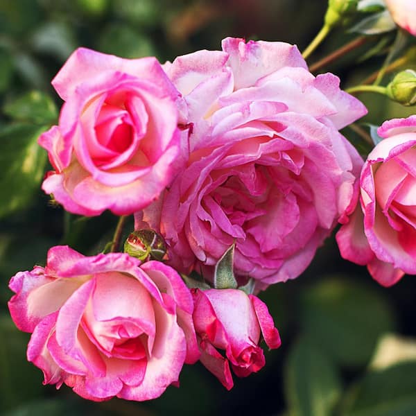 national PLANT NETWORK Bareroot Pink MiniFlora Patio Tree Rose Plant with Pink Flowers