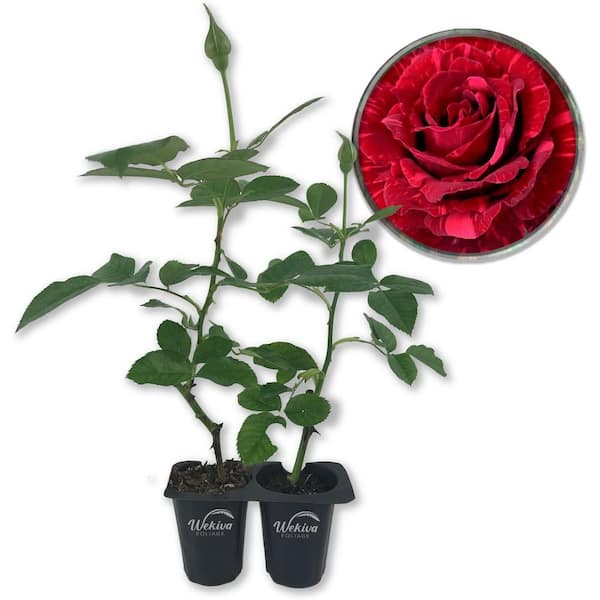 Red Intuition Rose Bush 2-Live Starter Plants in 2 in. Pots-Beautifully Fragrant Heirloom Rose from Florida