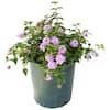 ALTMAN PLANTS 1 qt. Lantana Trailing Blue Purple Plant Collection (4-Pack) 0881247