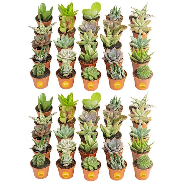 Mini Unique Indoor Succulent Plants in 2 in. Round Grower Pot, Average Shipping Height 2 in. Tall (50-Pack)