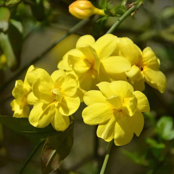 national PLANT NETWORK 2.5 qt. Winter Jasmine Flowering Shrub with Yellow Flowers