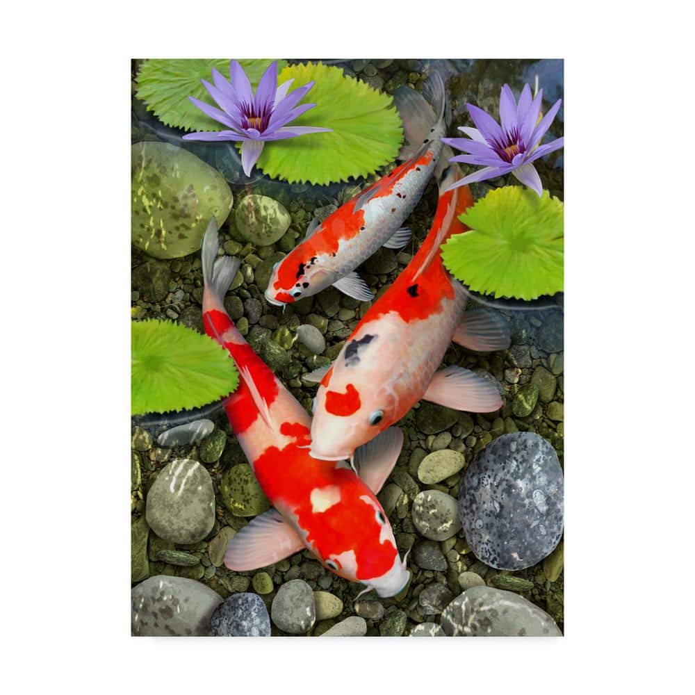 絵画 flk041094 Trademark Fine Art Hidden Frame Animal Art Koi Under Lily Pads by