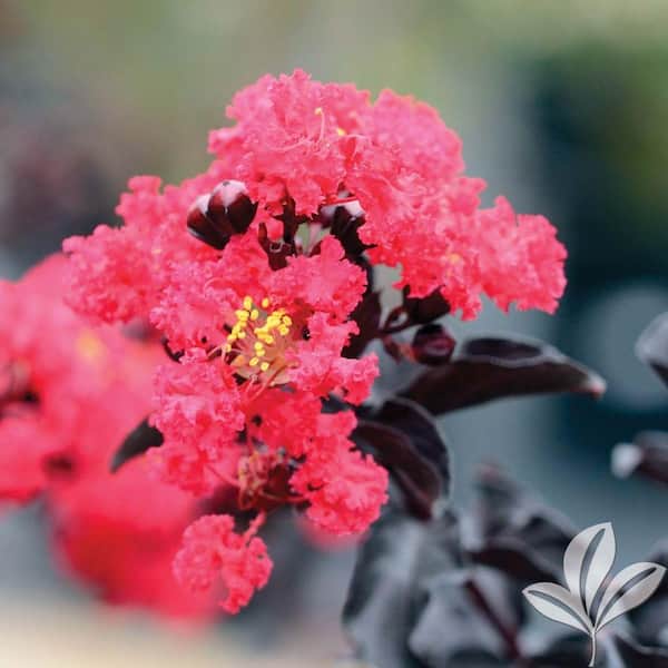 BLACK DIAMOND 4 in. x 4 in. x 10 in. Crape Myrtle Red Hot Container