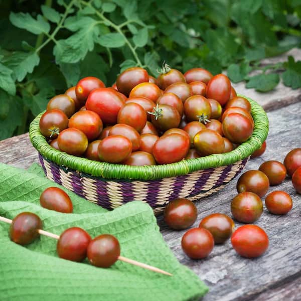 olivenbaum im topf Olea Europaea Cultivo verzweigt – 210cm main image 0