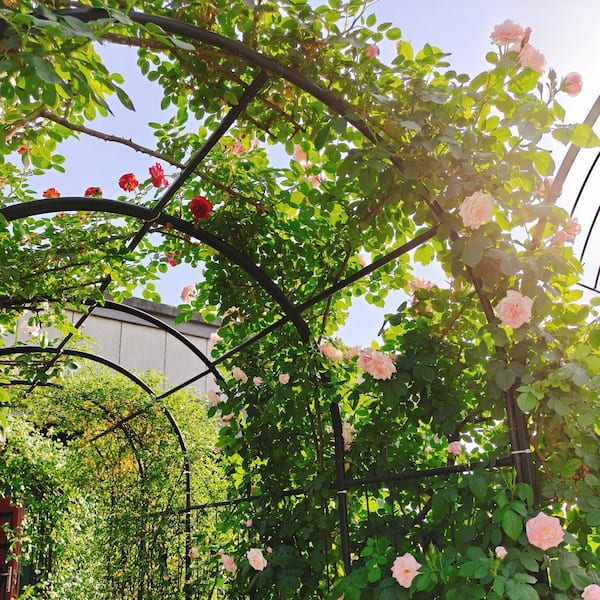 Unbranded - 79.5 x 86.6 in. Garden Trellis, Metal Garden Arch with Gate, Climbing Plants Support Rose Arch, Black