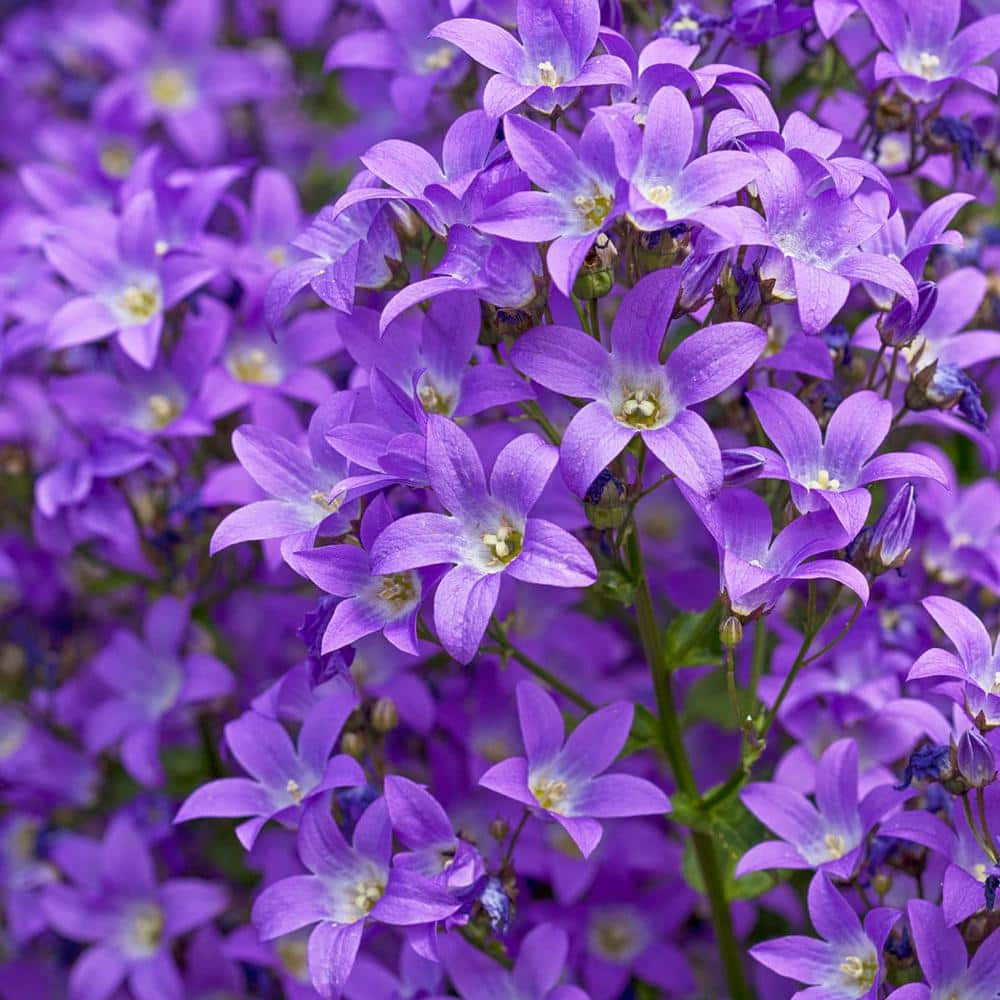 Spring Hill Nurseries 2.50 qt. Pot, Waterfall Blue Bellflower Flowering ...