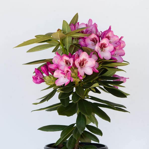 SOUTHERN LIVING 2.5 Qt. Radiance Southgate Rhododendron, Live Evergreen Shrub, Deep Lavender Buds open to Light Purple Blooms
