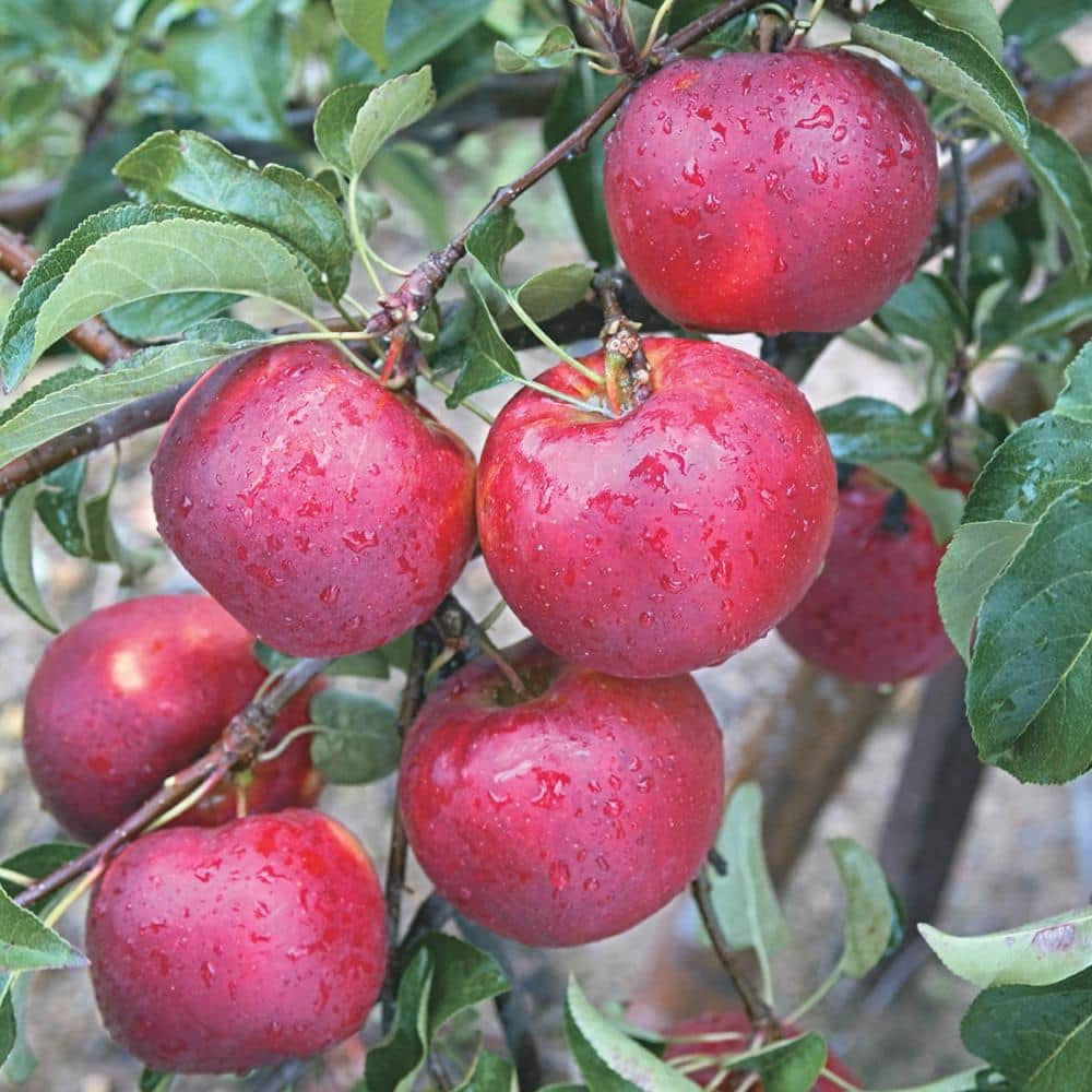 Artificial Red Yellow Apple Cortland Large Shiny Plastic Fruit Round Apples  Fake