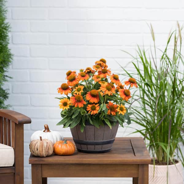 1 Gal. Sombrero Adobe Orange Echinacea Cone Flower Napa Barrel Planter Perennial Plant (1-Pack)