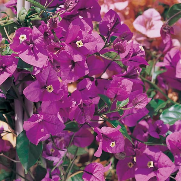 Unbranded 5 Gal. Purple Bougainvillea Live Shrub Plant with Stake