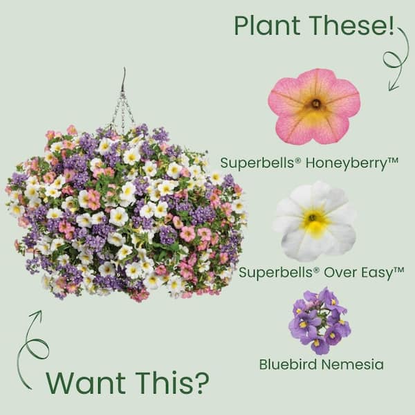 PROVEN WINNERS 4.25 in. Eco+ Grande Superbells Honeyberry
