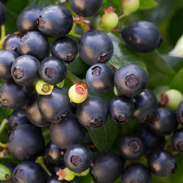 2 Gal. Bushel and Berry BerryBux Blueberry Live Plant Shrub