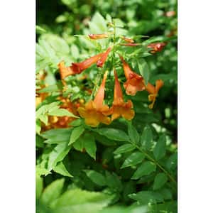 1 Gal. Orange Chicklet Esperanza (Tecoma) Live Shrub, Orange Flowers