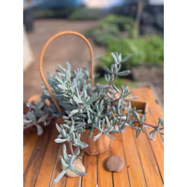 Oscularia Pedunculata Tolerent Pet-Safe Spreading with More than 20 Branches