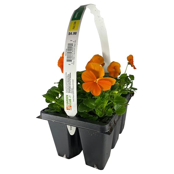 Unbranded 1.27 qt. Viola-Orange Pansy Plant (6-Pack)