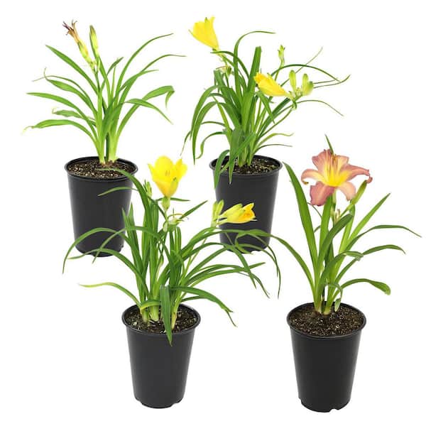 ALTMAN PLANTS 1 Qt. Hemerocallis Asst Daylily Plant Collection (4-Pack)