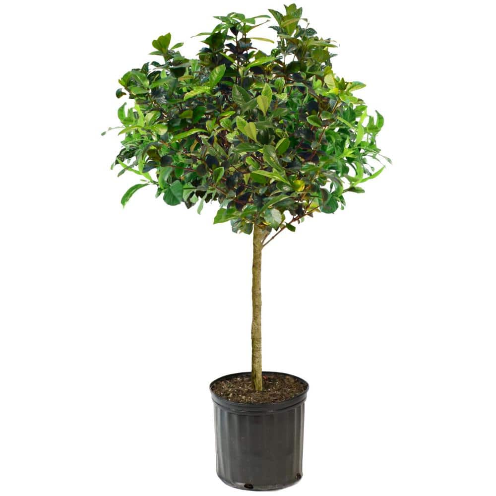 3 Gallon White Gardenia Aimee Evergreen Shrub