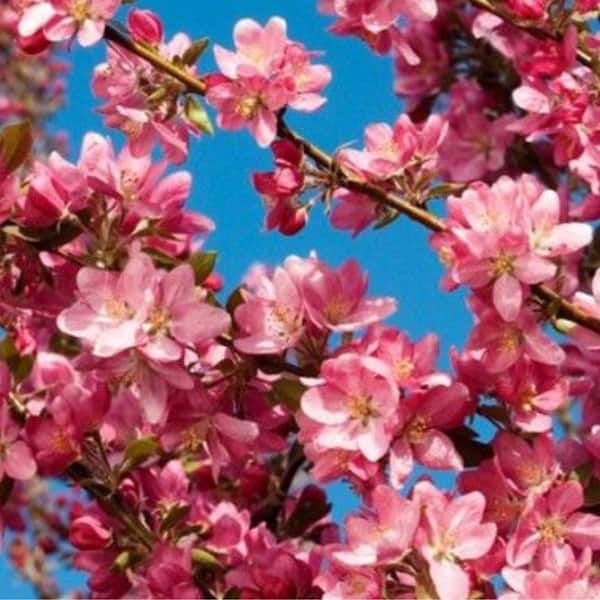 7 Gal. Robinson Crabapple Flowering Deciduous Tree with Pink Flowers