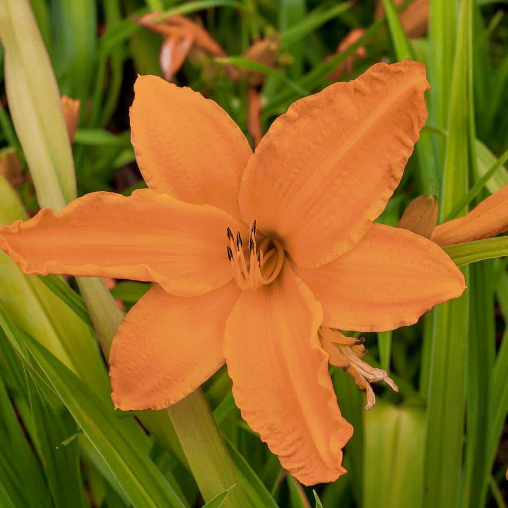 national PLANT NETWORK Bareroot Daylily Orange Monarch Perennial
