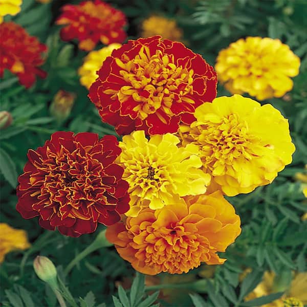 ALTMAN PLANTS French Marigold Plant Mix (6 Pack)