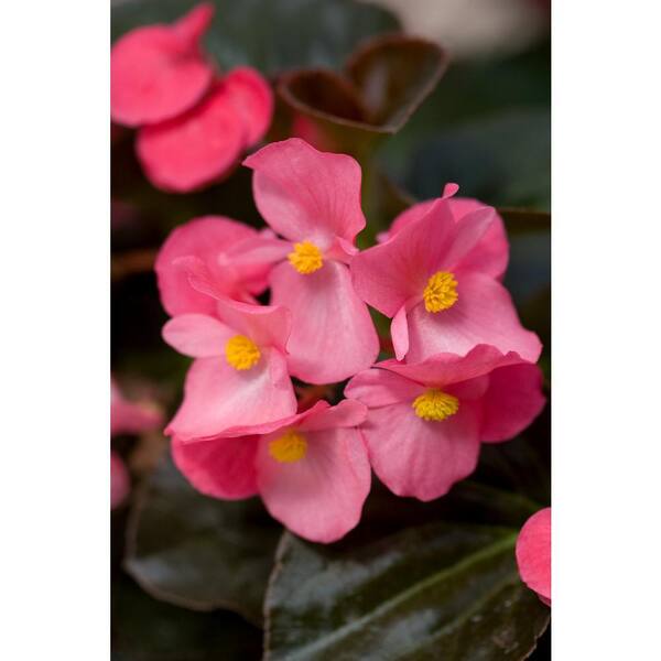 BELL NURSERY 4 in. Bronze Leaf Begonia Live Annual Plant with Pink Flowers (8-Pack)