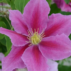 Spring Hill Nurseries Vicki Boulevard Series Clematis Vine, Live ...