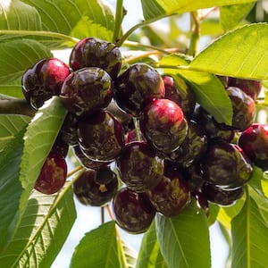 5 Gal. Santina Fruiting Cherry Tree