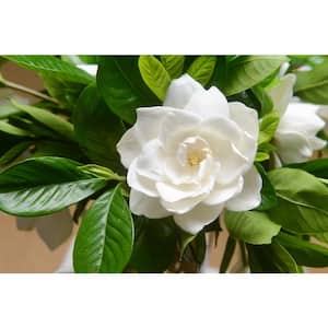 1 gal. Buttons Gardenia Flowering Shrub with Large Fragrant White Blooms and Glossy Dark Green Leaves (2-Pack)