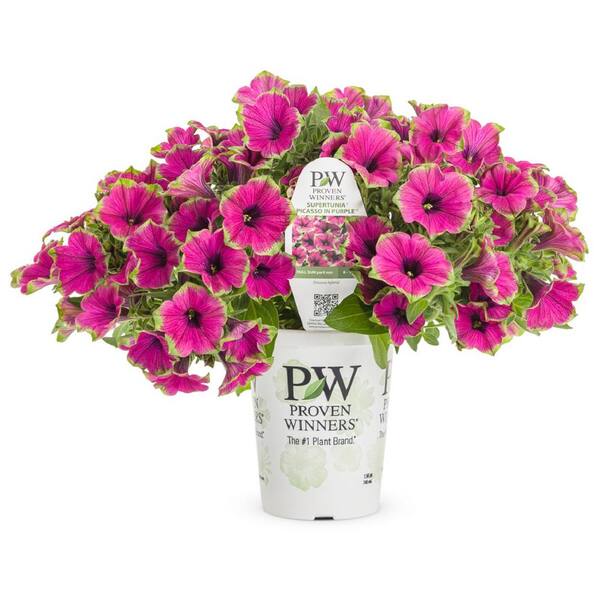 PROVEN WINNERS 4.25 in. Grande Supertunia Picasso (Petunia) Annual Live ...