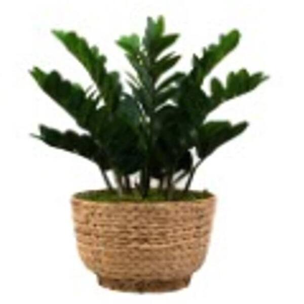 Unbranded Faux 2 ft. Artificial Natural ZZ Leaf Plant in Basket Medium
