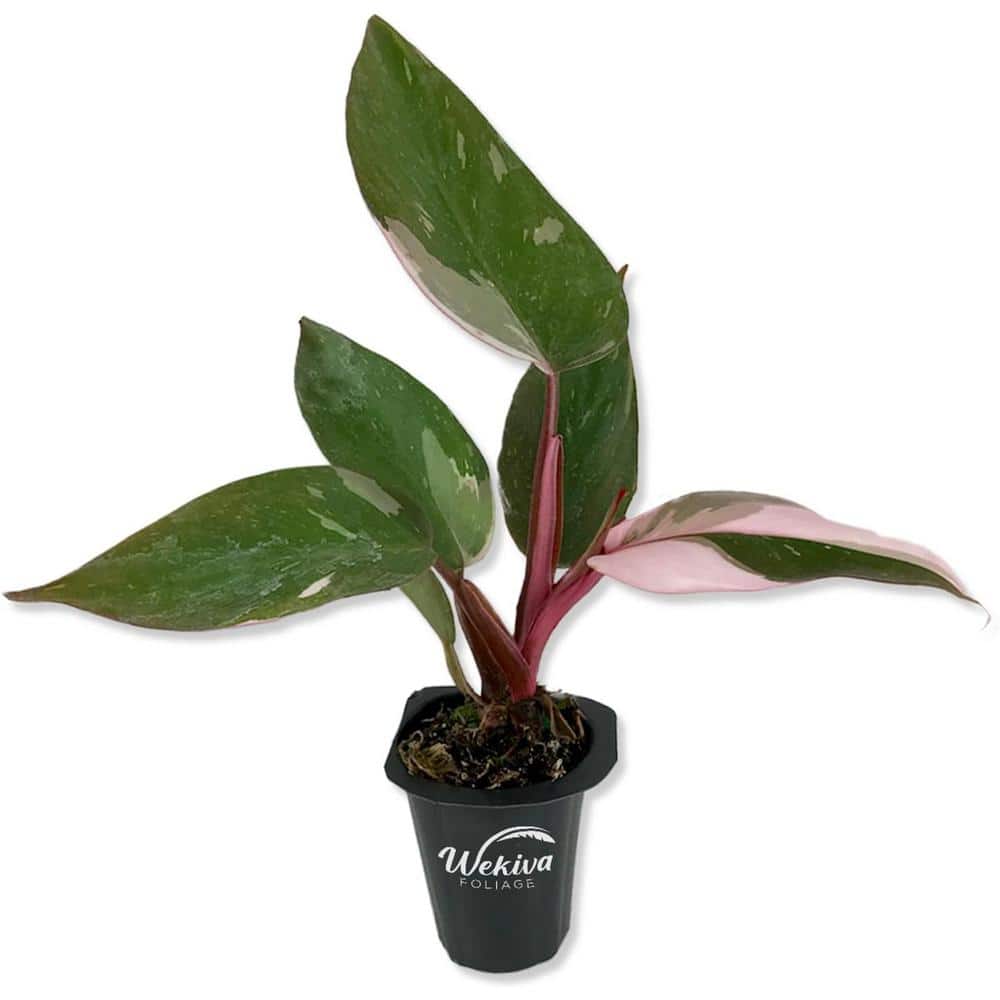 Pink Princess Philodendron-Live Starter Plant in a 2 Inch Pot-Philodendron Erubescens Pink Princess-Houseplant price history on PriceWatchPro