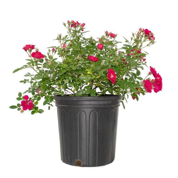 national PLANT NETWORK 2 gal. Rose Pink Crush with Pink Flowers HD1792 ...