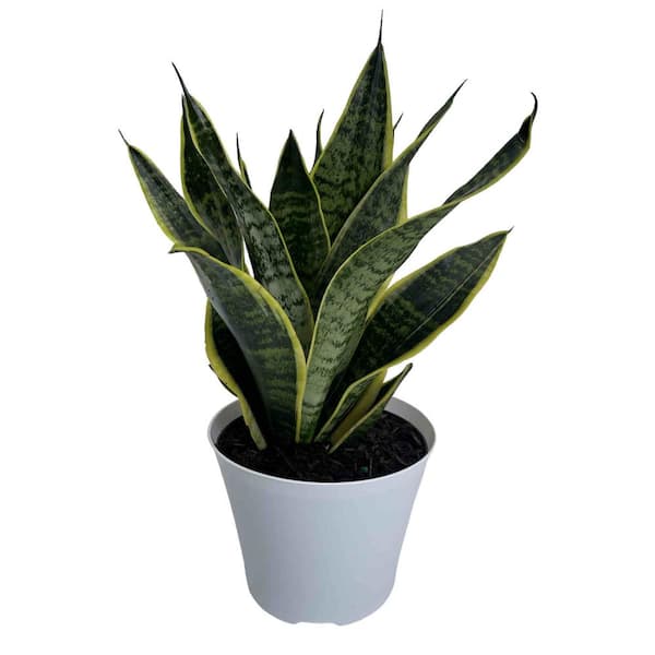 EVERBLOOM GROWERS, INC. 6 in. ZZ Plant in Deco Pot 6ZANZ - The