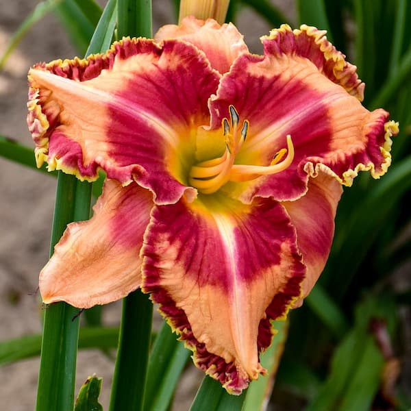 0.65 Gallon, Rainbow Rhythm 'Lake of Fire' Daylily (Hemerocallis hybrid), Live Plant, Orange Flowers 1 Pack