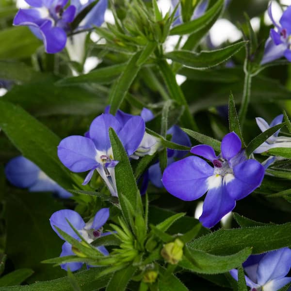 Vigoro 1.5 Pint Lobelia Cardinal Flower Magadi Compact Dark Blue