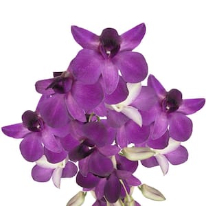 70 Viola Dendrobium Orchid Flowers- Fresh Flower Delivery