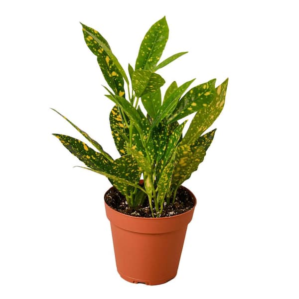 Unbranded Gold Dust Croton Plant in 4 in. Grower Pot