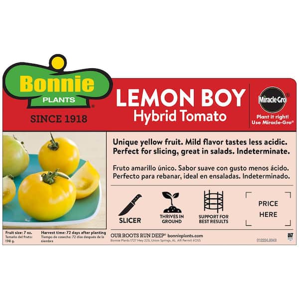 19 oz. Lemon Boy Yellow Tomato Plant
