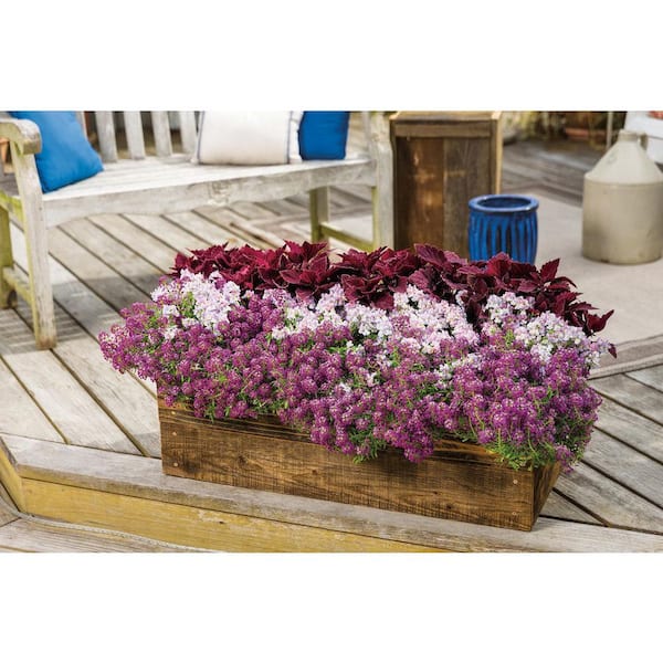 PROVEN WINNERS 4.25 in. Eco+Grande, Violet Knight Sweet