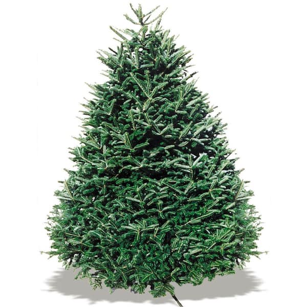 6 ft. 7 ft. Freshly Cut Live Abies Noble Fir Christmas Tree 514889 The Home Depot