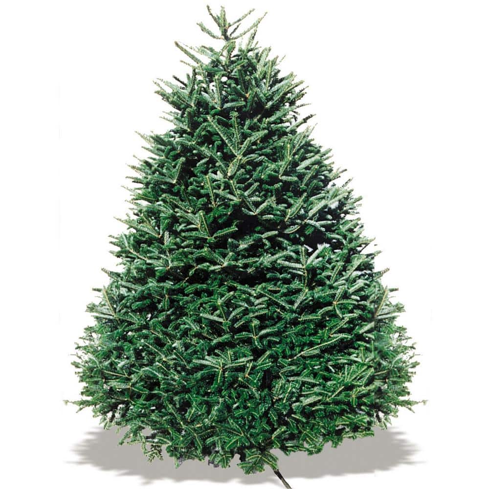 コロニスタ　oman10 real tree OMAN10 Real tree柄 Gray Smokeプレート付 | COLONISTA