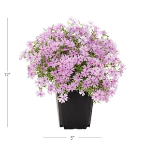 #5 1 Qt. Early Spring Lavender Creeping Phlox Plant