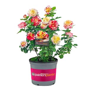 2 Gal. Camille Pissarro Rose Plant with Yellow and Pink Blooms