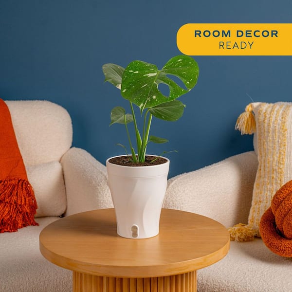 Costa Farms Trending Tropical Thai Constellation Indoor Plant in 6 in. Self-Watering Planter, Average Shipping Height 1-2 ft. Tall