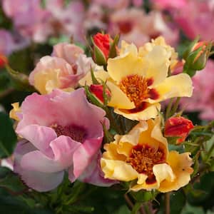 4 in. Pot in Your Eyes Shrub Rose, Live Potted Plant, Multi-Color Pastel Color Flowers (1-Pack)